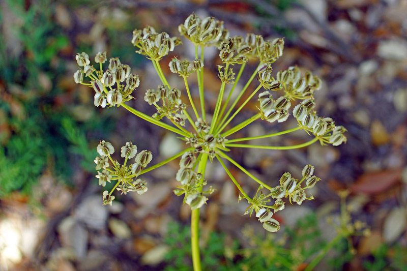 Laserpitium gallicum  / Lasepizio odoroso